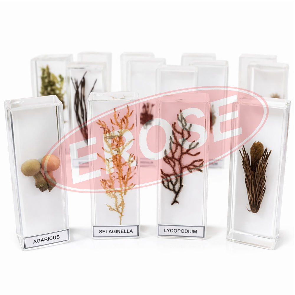 Botanical or Biological Specimens