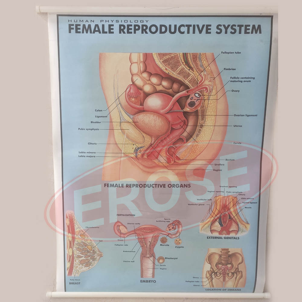 Female Reproductivity System Chart