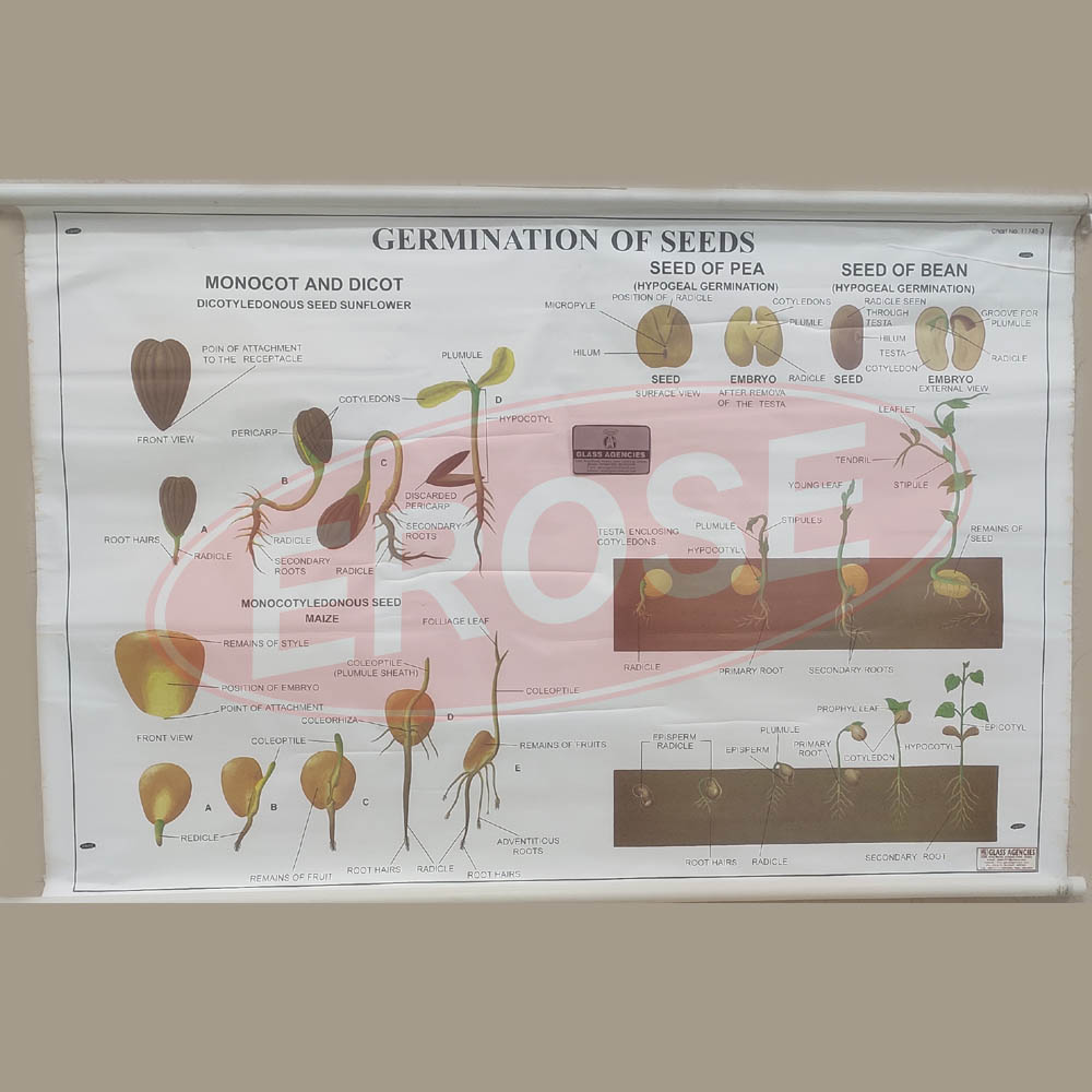 Germination of Seeds Chart