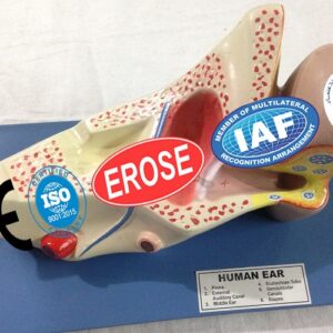 Human Ear