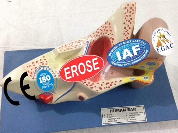 Human Ear