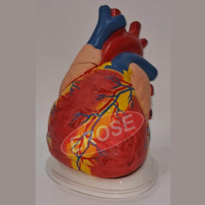 Human Heart Model