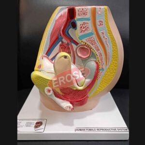 Human Reproductive System Female