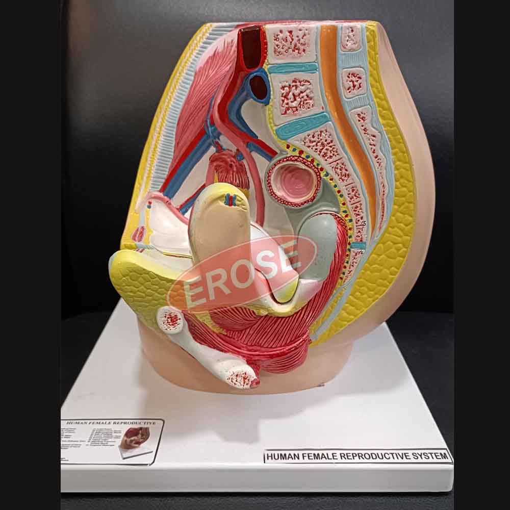 Human Reproductive System Female
