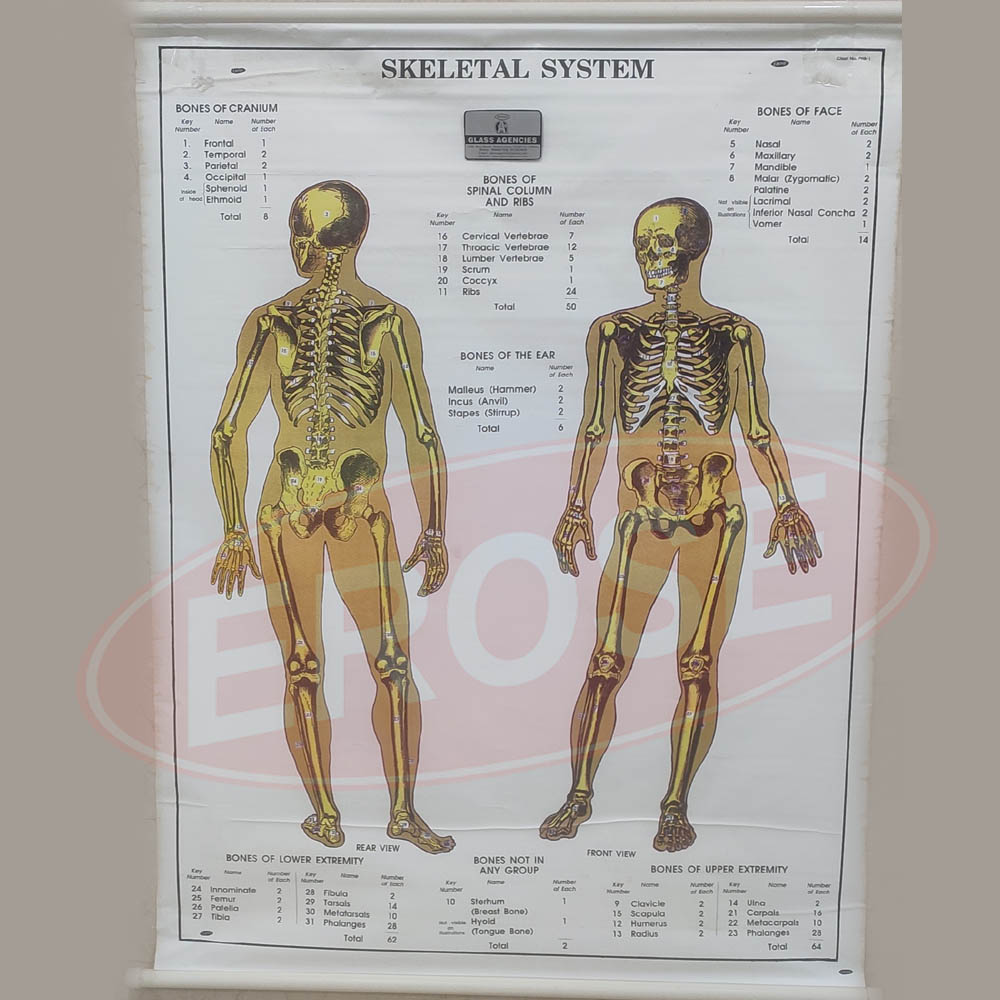 Human Skeletal System Chart