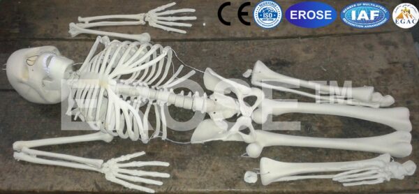 Human Skeleton