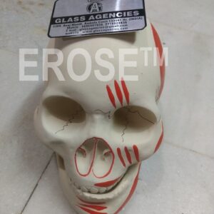 Human Skull