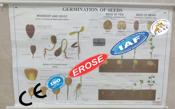 Germination of Seeds Chart