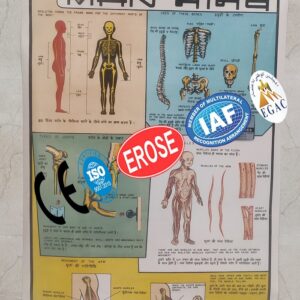 Living Things Man Chart