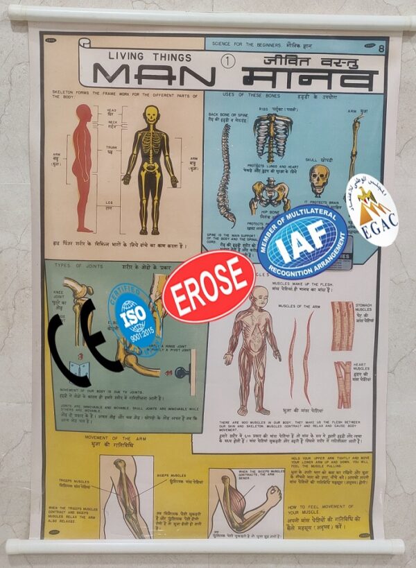 Living Things Man Chart