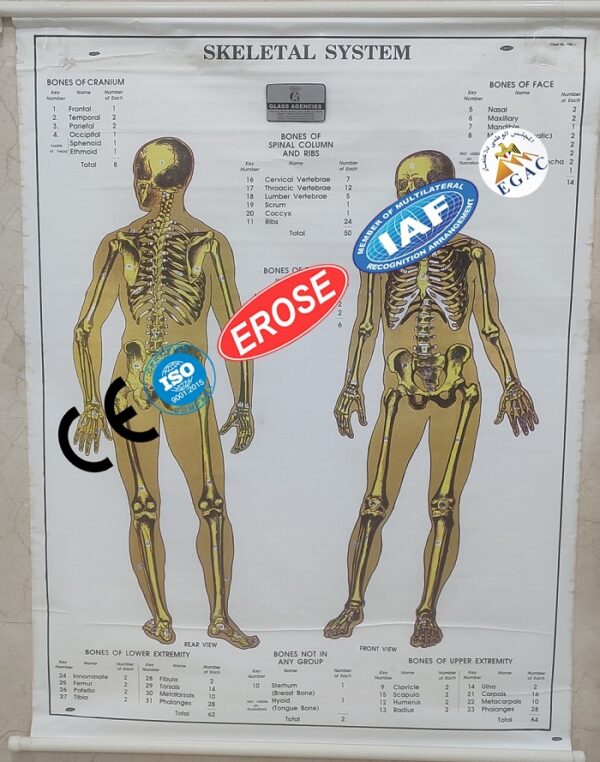 Skeletal System Chart