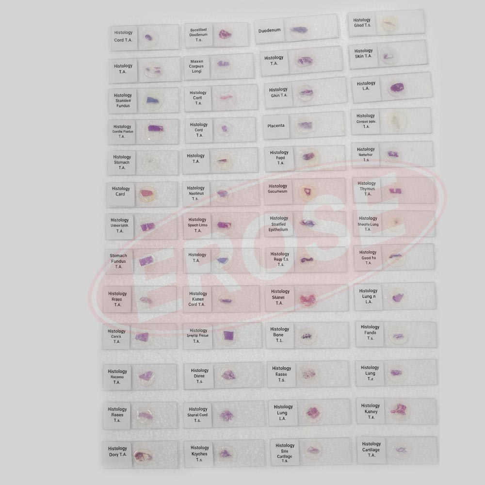 Histology Slide Set