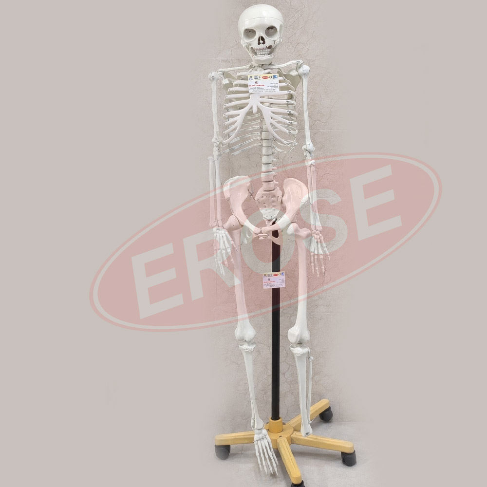 Human Skeleton With Stand