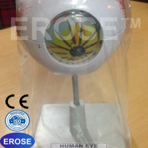 Human Eye Model