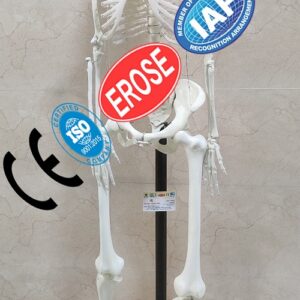 EROSE Human Skeleton with stand