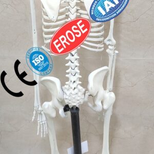 Human Skeleton Model with stand