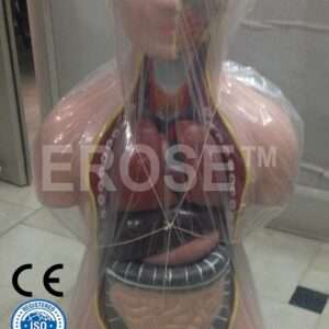 Human Torso Big Size Thirty Two Inches