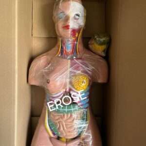 Human Torso Male