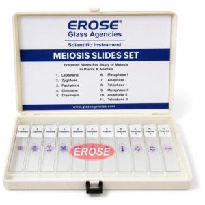Meiosis Slides Set