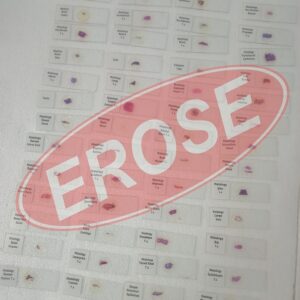 Histology Slide Set