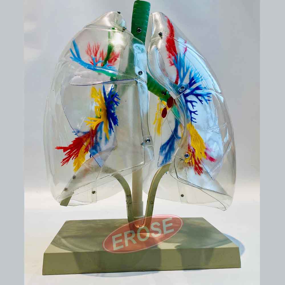 Transparent Human Lung Segment Model