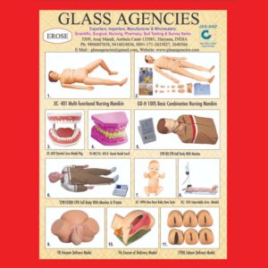 Educational Biological Model