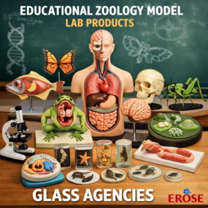 Educational Zoology Model