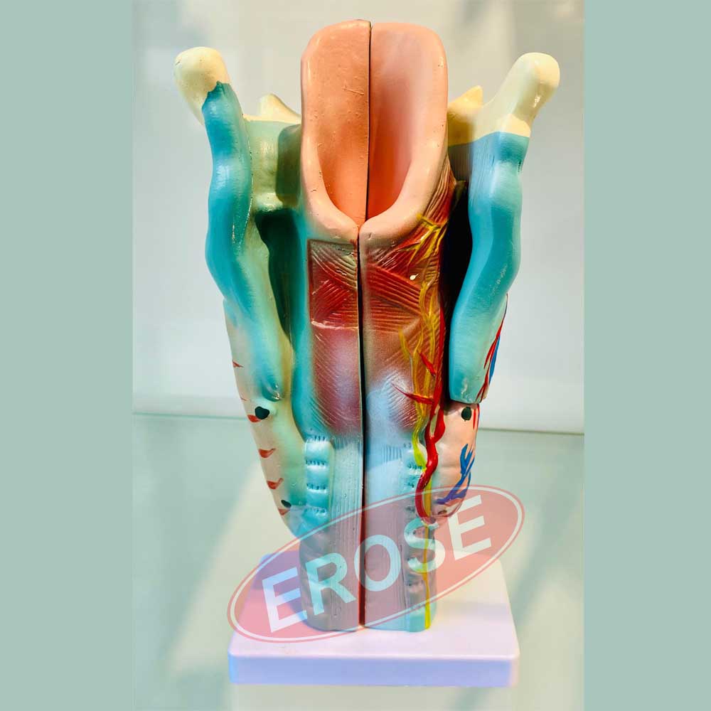 Human Larynx Model