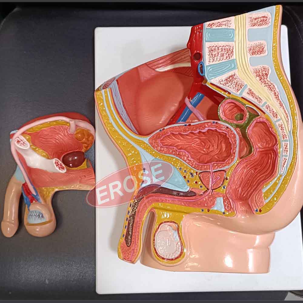 Human Male Pelvis Model