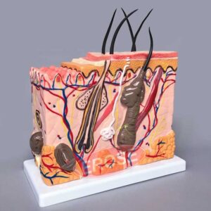Human Skin Anatomy Block Model
