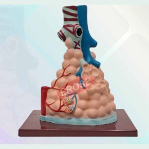 Magnified Pulmonary Alveolar Model