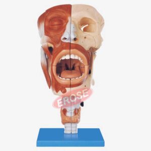 Nasal, Oval, Pharynx, Larynx Cavities Anatomical Model